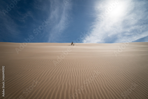 View of a single bush on a star dune in the Rub-al Khali desert in Oman. photo