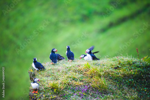 View of the Atlantic puffin, common birds found in Iceland.