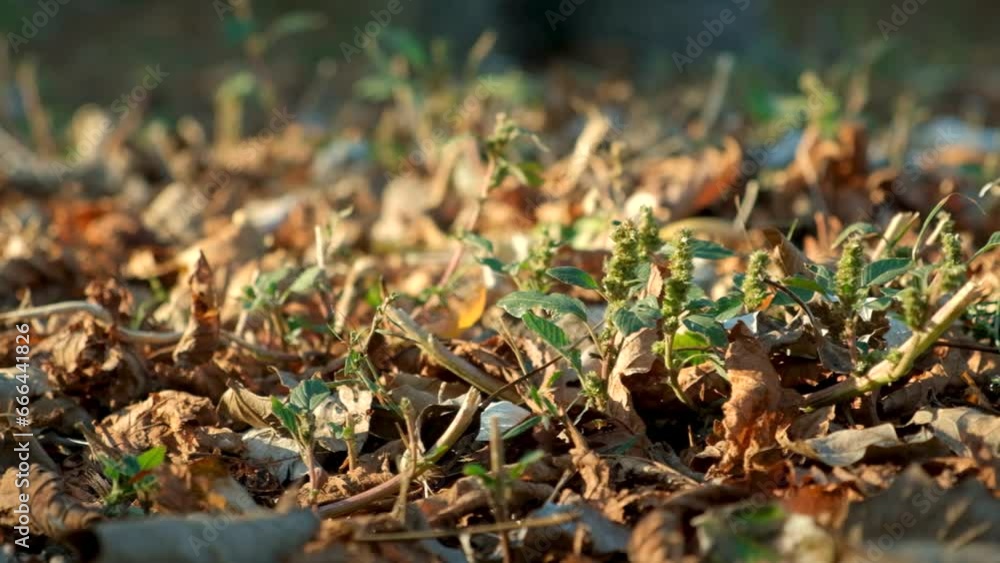 Fallen leaves on the ground in autumn in the rays of the setting sun close-up. Fallen leaves on the ground in autumn in the rays of the setting sun close-up.