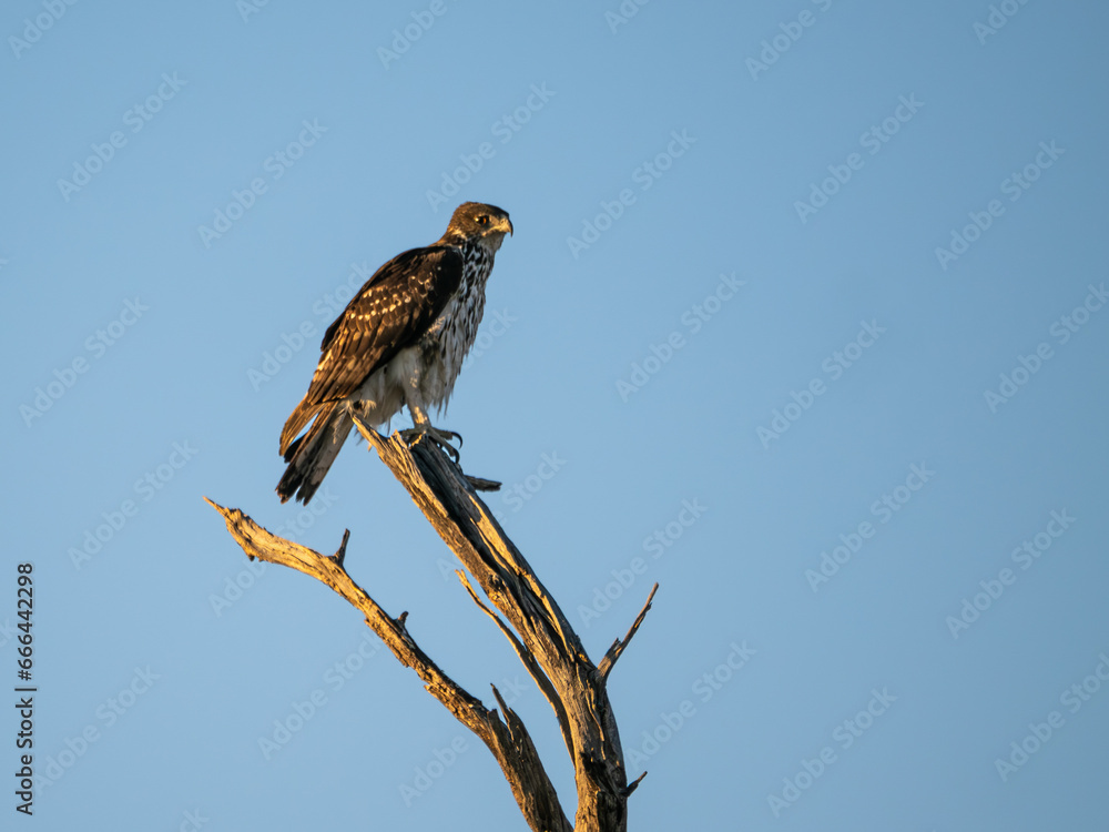 Afrikanischer Habichtsadler Afrikanischer Habichtsadler