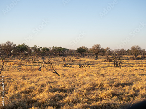 Fototapeta Naklejka Na Ścianę i Meble -  Botswana