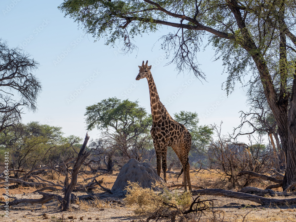 Obraz premium Giraffe