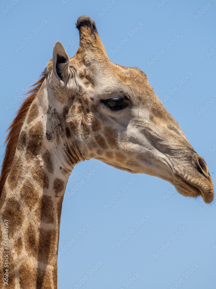 Obraz premium Giraffe
