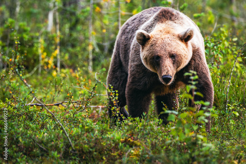 brown bear in the wild