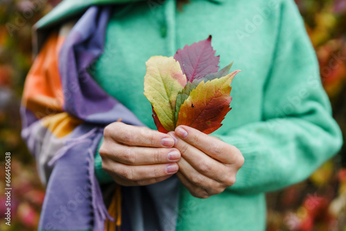 Woman holding autumn leaves at park photo