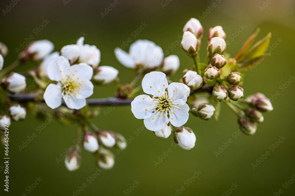 Radiant Spring Bloom: Cherry Blossoms Illuminated by the Setting Sun Radiant Spring Bloom: Cherry Blossoms Illuminated by the Setting Sun