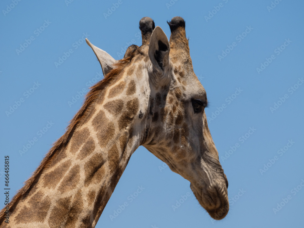 Naklejka premium Giraffe