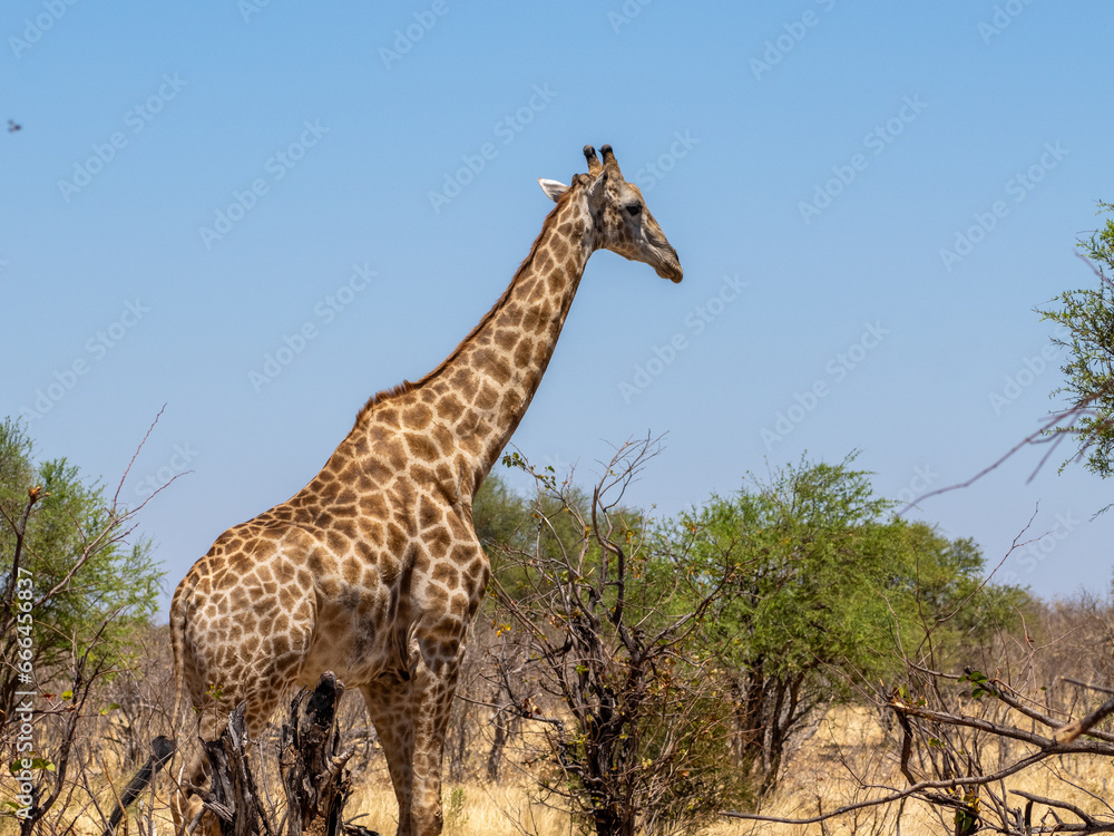 Obraz premium Giraffe