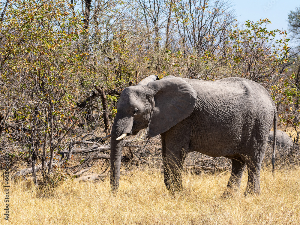 Fototapeta premium Elefant