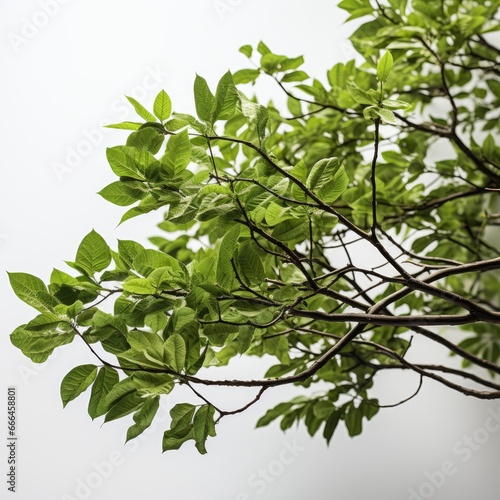 Green Tree Leaves Branches, Hd , On White Background 