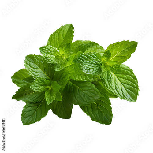 Fresh Mint Leaves Clump Isolated on Transparent or White Background, PNG