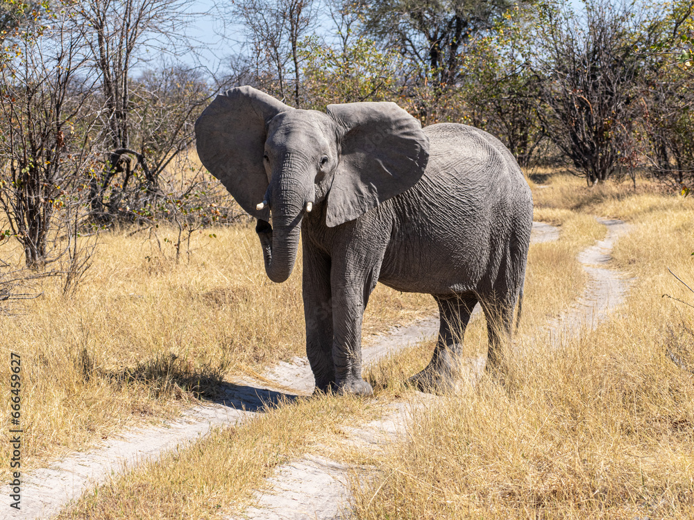 Obraz premium Elefant