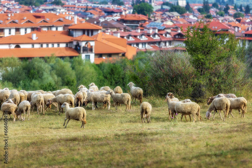 Bansko, Bulgaria and sheeps flock © Nataliya