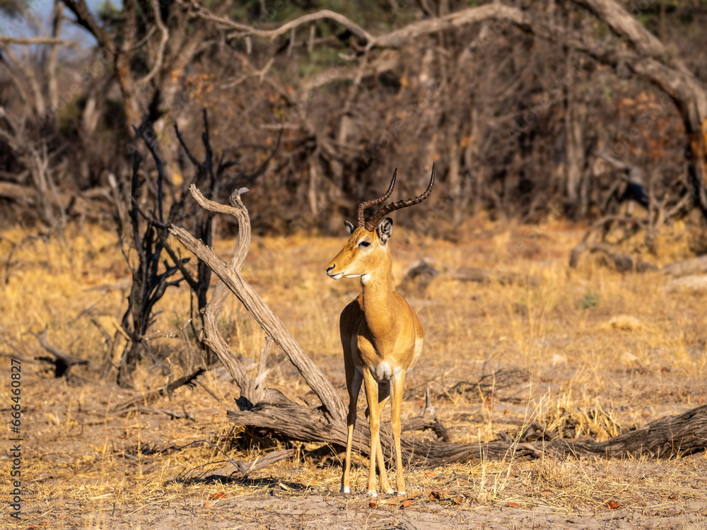 Naklejka premium Impala