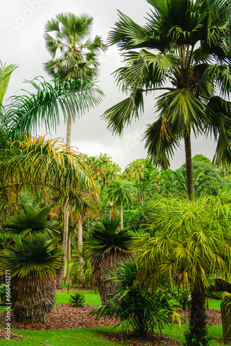 Singapore Botanical Gardens