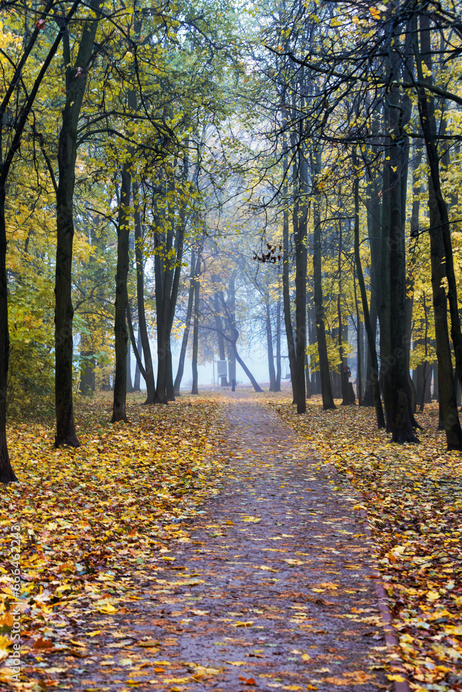Autumnal alley in the park with fallen yellow leaves and fog