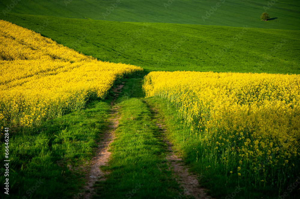 Obraz premium Spring's Splendor: Rapeseed and Wheat Fields in Full Blossom – Beautiful Agricultural Landscape