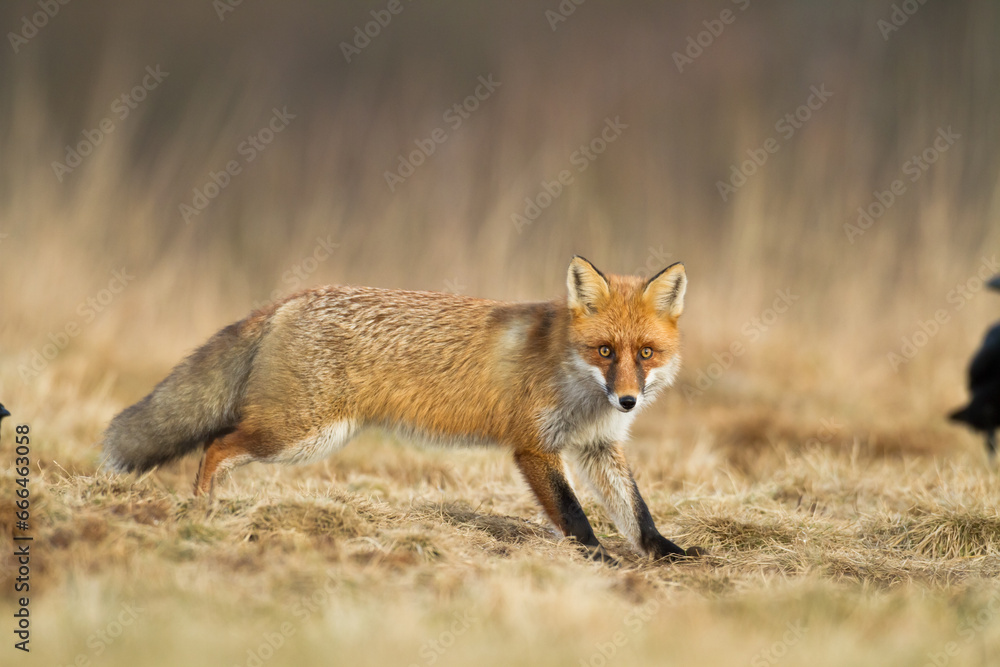 Red Fox Vulpes vulpes in natural habitat, Poland Europe, animal walking among meadow in amazing warm light
Red Fox Vulpes vulpes in natural habitat, Poland Europe, animal walking among meadow in amazing warm light