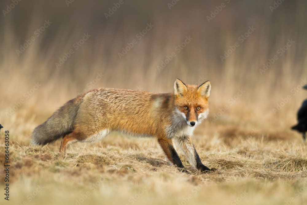 Fototapeta premium Red Fox Vulpes vulpes in natural habitat, Poland Europe, animal walking among meadow in amazing warm light 