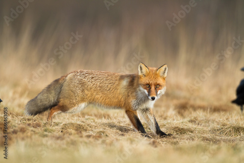 Red Fox Vulpes vulpes in natural habitat, Poland Europe, animal walking among meadow in amazing warm light	
