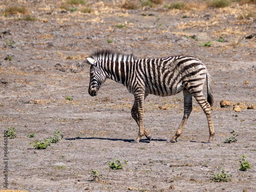 Obraz premium Zebra