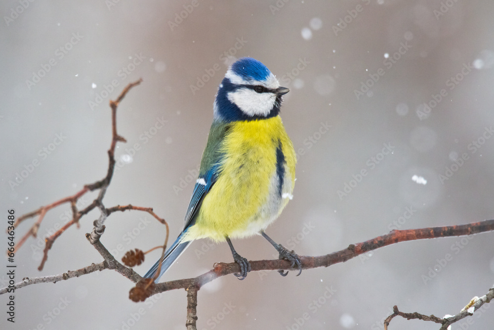 Bird - Blue Tit Cyanistes caeruleus perched on tree