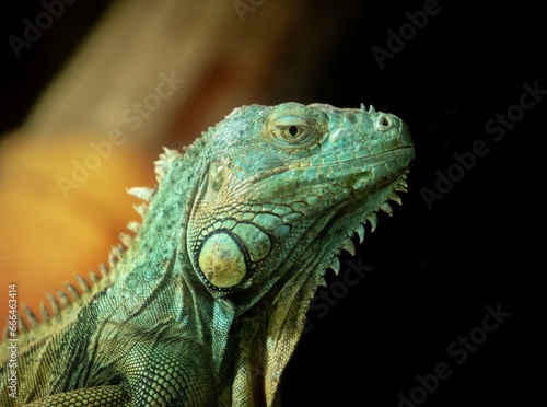 iguana in the zoo © Valerii