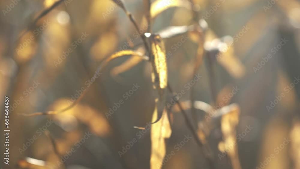 Wilting yellow leaves of a dying plant moving gently in breeze. Focus rack Wilting yellow leaves of a dying plant moving gently in breeze. Focus rack