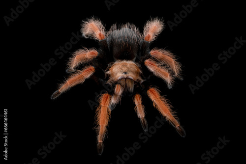 Brachypelma boehmei also known as the Mexican Fireleg, or the Mexican Rustleg Tarantula is a tarantula native to Mexico. photo