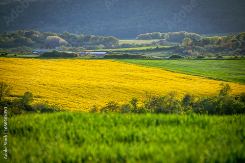 A Stunning Spring Bloom Amidst Fields of Yellow Rapeseed and Green Wheat