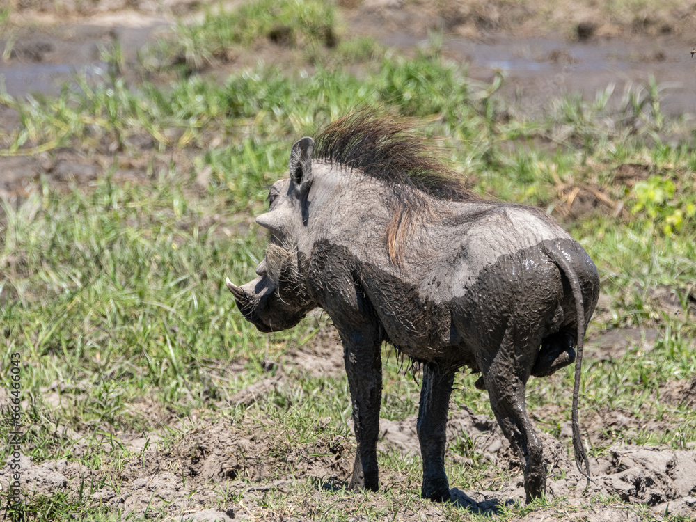 Fototapeta premium Warzenschwein