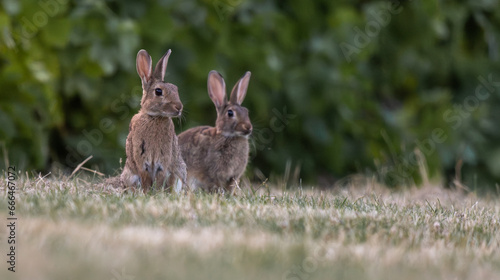 couple de lapins de garenne un soir d'été au pied des vignes © Fred51