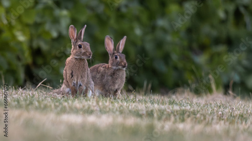couple de lapins de garenne un soir d'été au pied des vignes