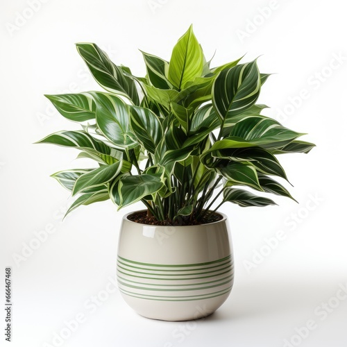Potted House Plant Isolated White, Hd , On White Background 