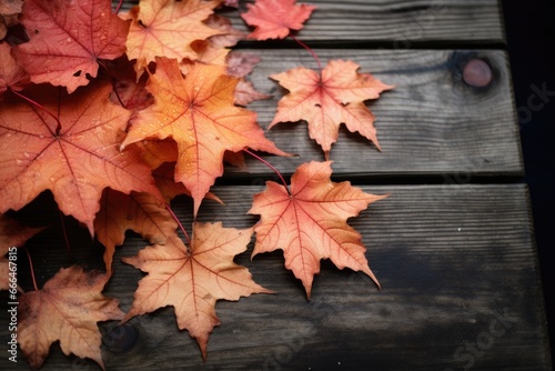 maple leaves scattered on a wooden table