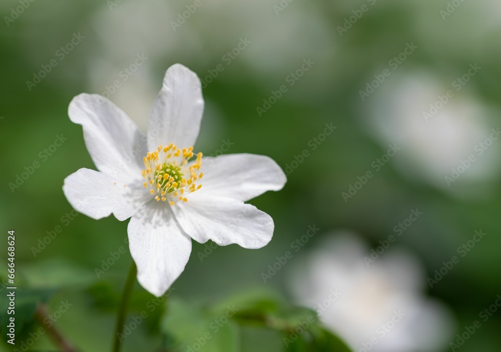 small white flower in the foreground with blurry background