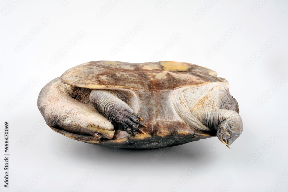 Northern snake-necked turtle // Siebenrock-Schlangenhalsschildkröte (Chelodina siebenrocki / Chelodina rugosa) Northern snake-necked turtle // Siebenrock-Schlangenhalsschildkröte (Chelodina siebenrocki / Chelodina rugosa)