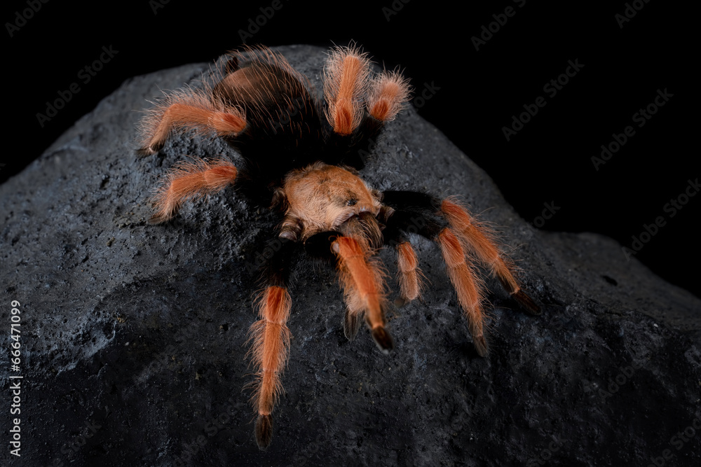 Brachypelma boehmei also known as the Mexican Fireleg, or the Mexican