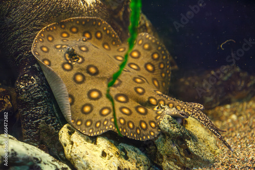 underwater photography of fish Potamotrygon motoro