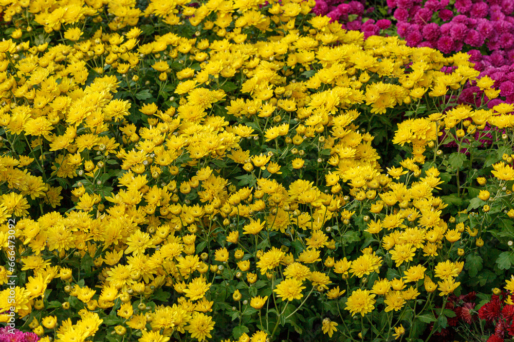 Obraz premium Beautiful chrysanthemum bushes yellow, red, white, pink, red colors