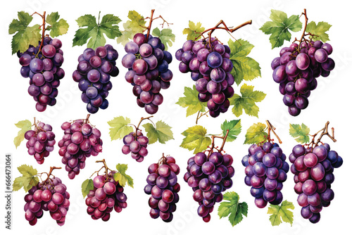 watercolor set of grapes on white background