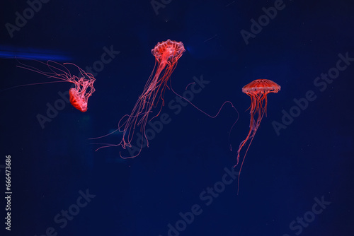 underwater photography of beautiful jellyfish japanese sea nettle chrysaora pacifica