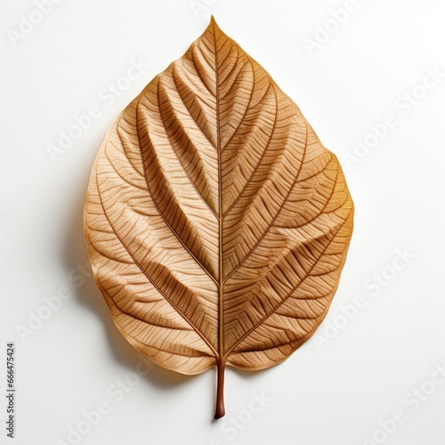 Wood Leaf  Hd   On White Background 