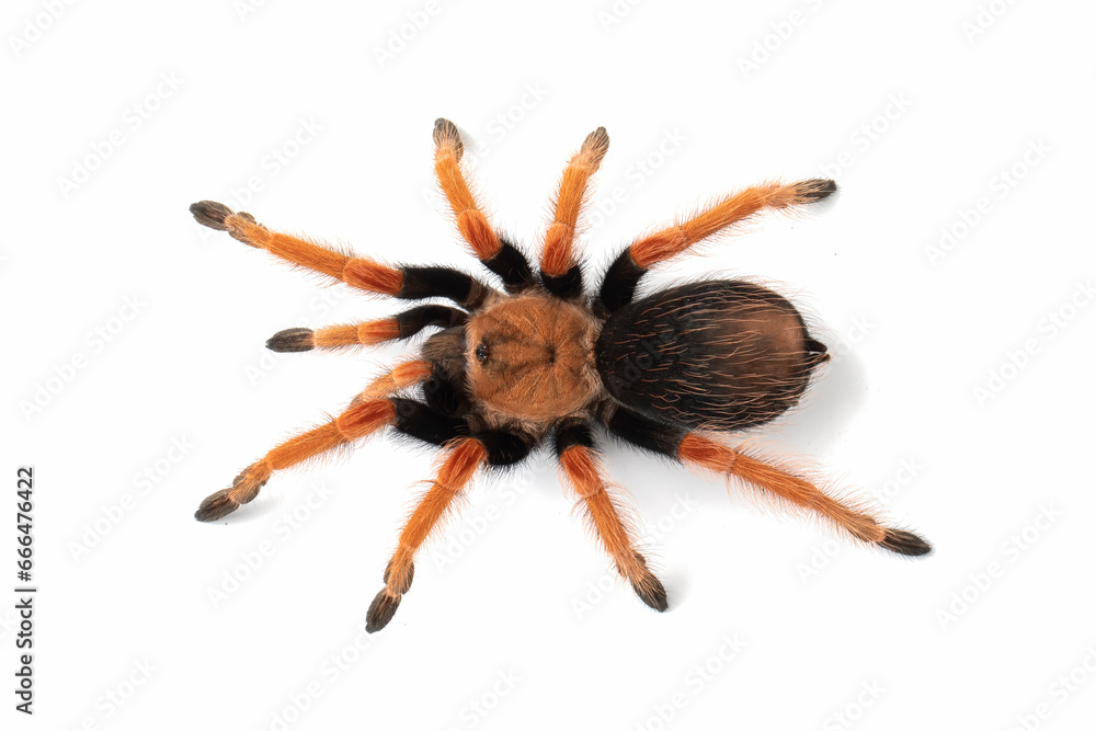 Brachypelma boehmei also known as the Mexican Fireleg, or the Mexican