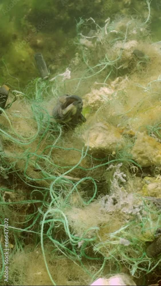 Vertical video, Dead Goby fish in lost fishing net lies on seabed on bright sunny day in Black sea, Ghost gear pollution of Seas and Ocean, Slow motion, Close up Vertical video, Dead Goby fish in lost fishing net lies on seabed on bright sunny day in Black sea, Ghost gear pollution of Seas and Ocean, Slow motion, Close up