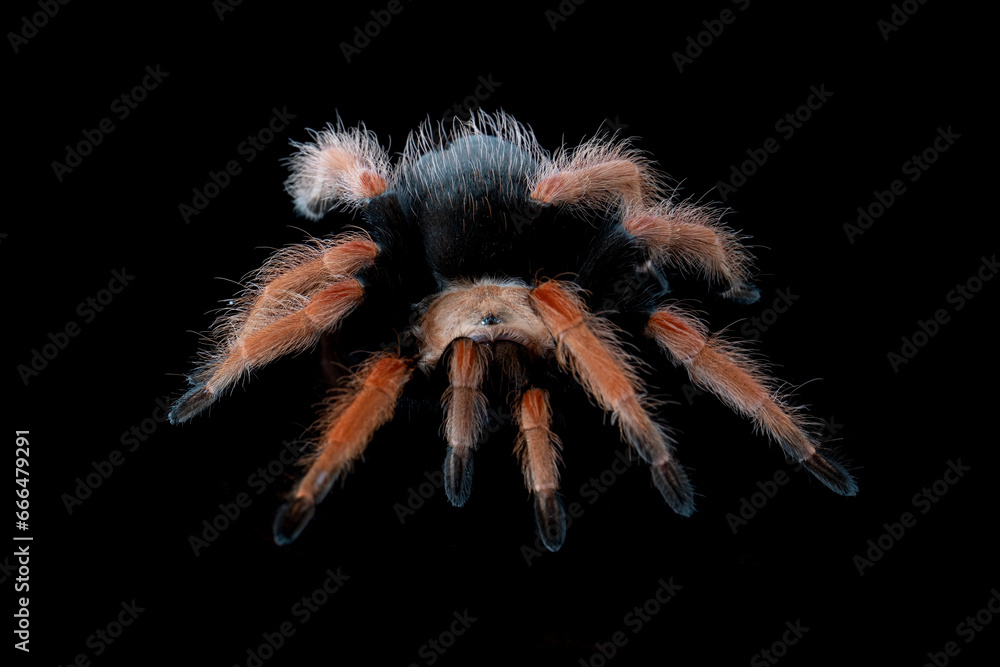 Brachypelma boehmei also known as the Mexican Fireleg, or the Mexican