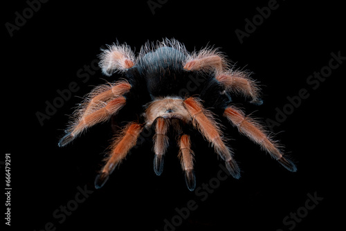 Brachypelma boehmei also known as the Mexican Fireleg, or the Mexican Rustleg Tarantula is a tarantula native to Mexico. photo