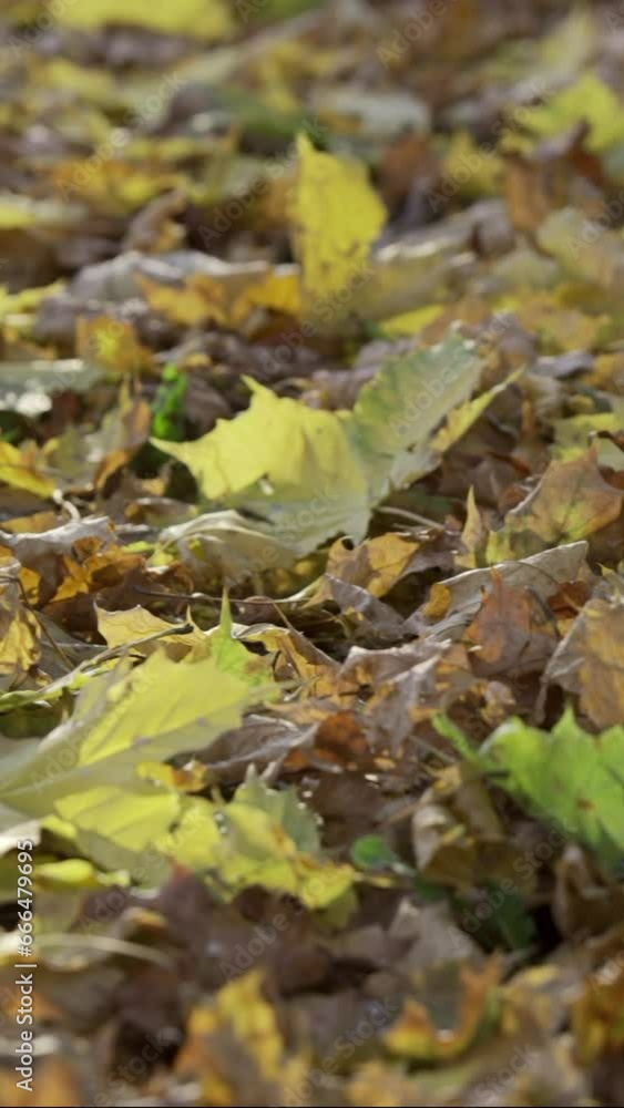 Vertical video, Camera slides to left side along fallen autumn dry and yellow leaves lying on ground in sunbeams. Autumn landscape with fallen leaves close up, Backlighting (Contre-jour) Vertical video, Camera slides to left side along fallen autumn dry and yellow leaves lying on ground in sunbeams. Autumn landscape with fallen leaves close up, Backlighting (Contre-jour)