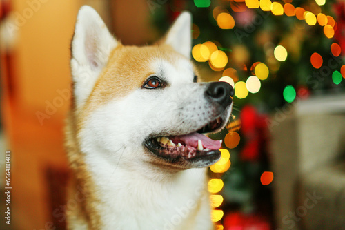 Portrait of a happy red dog akita inu against the background of the Christmas tree and holiday lights photo