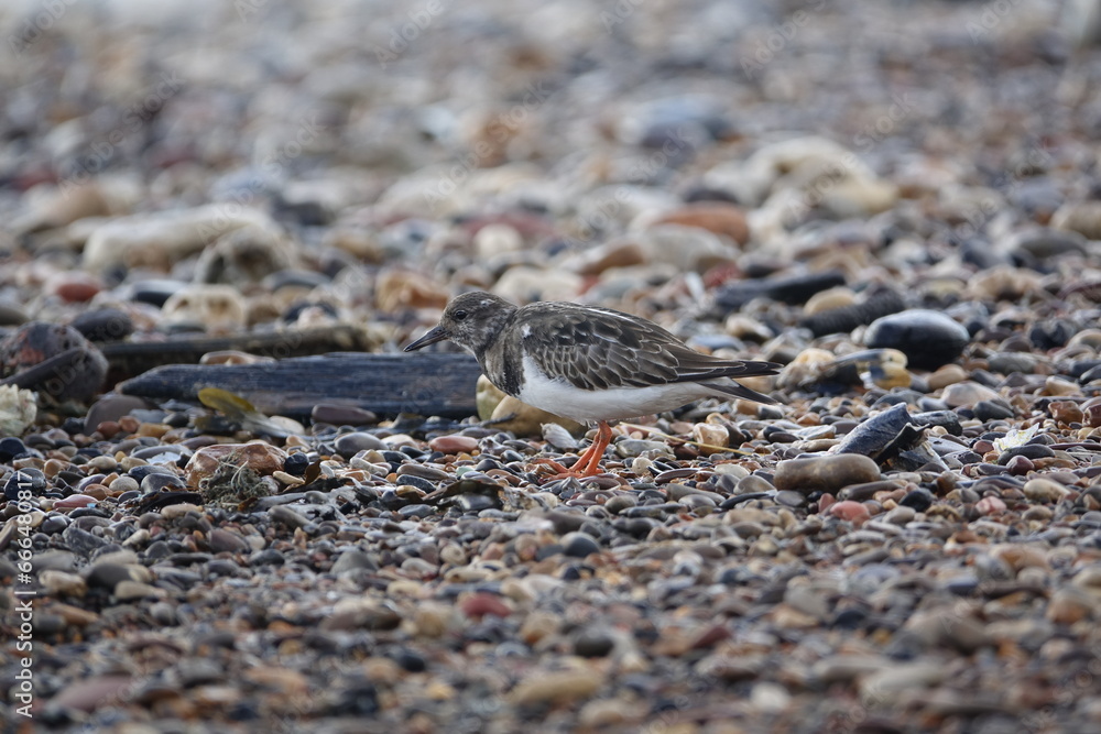 ruddy turnstone (Arenaria interpres) UK coast during autumn